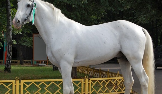 Giống ngựa trứ danh nổi tiếng nhất thế giới có những đặc điểm khác biệt đến khó tin