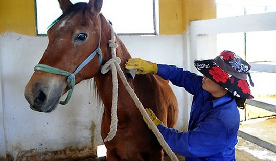 Nghiên cứu và bảo tồn giống ngựa Việt Nam: Giữ nguồn gen quý giữa nhiều thách thức
