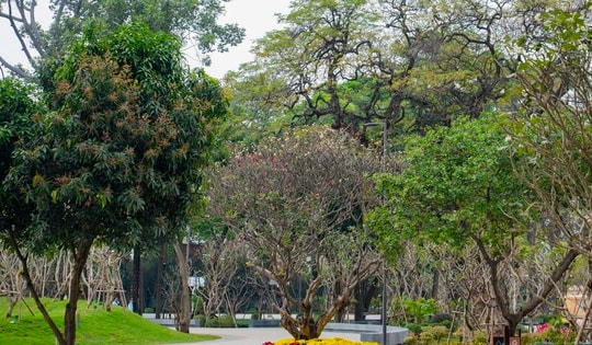 'Biểu tượng xanh' mới của TPHCM – giữ từng gốc cây, bảo tồn từng chi tiết cổ