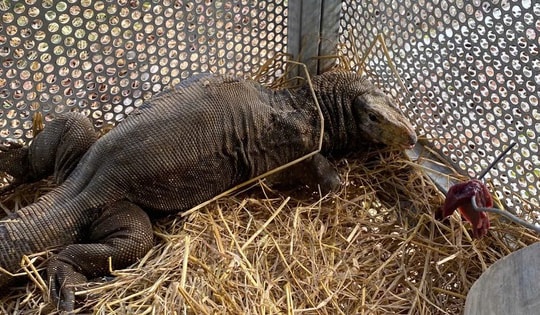 Cận cảnh động vật quý hiếm ‘ăn Tết’