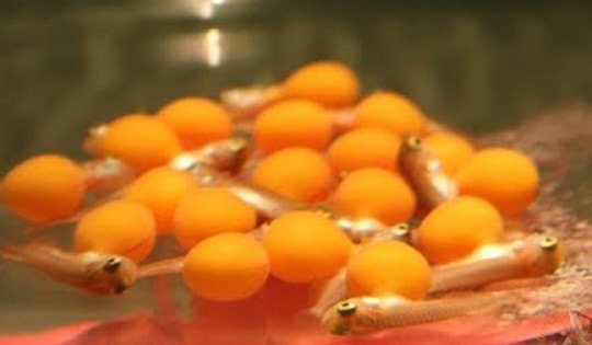 13 người nhập viện sau ăn trứng cá cảnh, Bộ Y tế yêu cầu làm rõ nguyên nhân gây ngộ độc