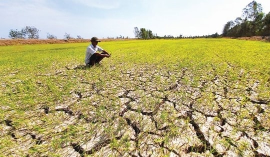 Thủ tướng ra công điện ứng phó xâm nhập mặn, hạn hán, cháy rừng