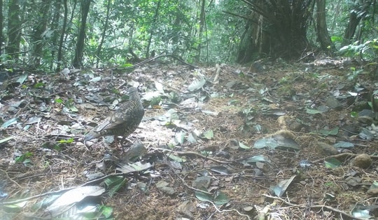 Hình ảnh mới nhất về những loài chim quý hiếm vừa được ghi nhận qua bẫy ảnh