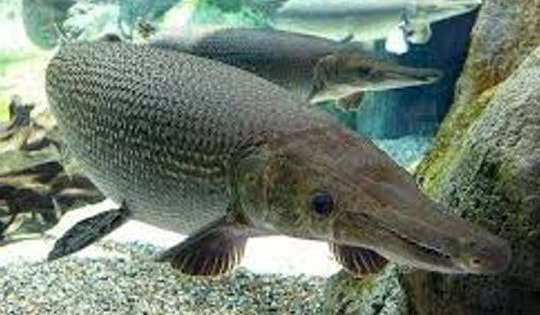 Sở Y tế Thanh Hóa thông tin về 10 bệnh nhân ngộ độc sau ăn cá Phúc Lộc Thọ