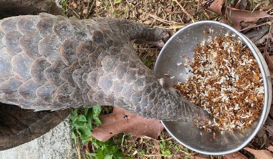 Video: Bồi bổ đặc biệt cho động vật quý hiếm