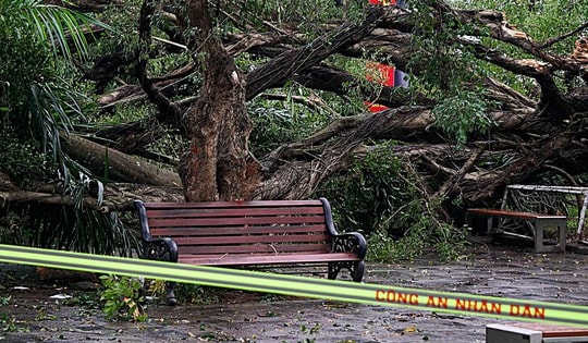 Hà Nội: Cây si cổ tại vườn hoa Lý Tự Trọng gãy đổ, 2 người bị thương