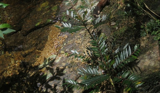 Lộ diện Diệp hạ châu Việt Nam tại Khu Dự trữ thiên nhiên ở Huế