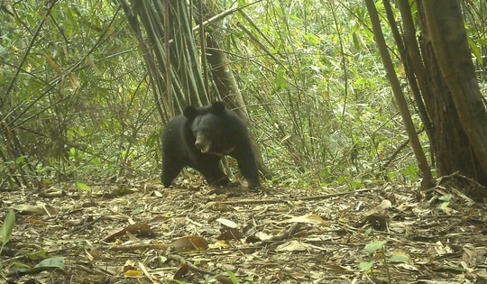 Nhiều động vật quý hiếm xuất hiện trong rừng ở Quảng Ngãi báo hiệu điều gì?