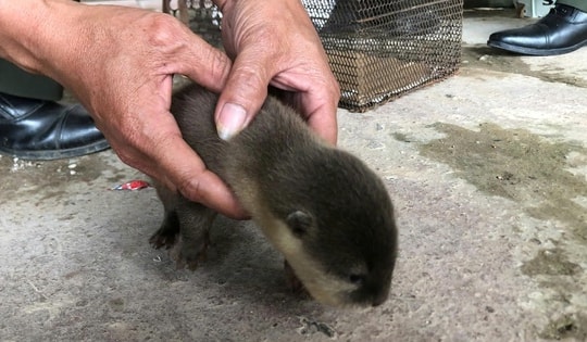 Học sinh lớp 4 cứu con vật quý hiếm với biệt tài bơi lặn bị kiệt sức bên bờ suối