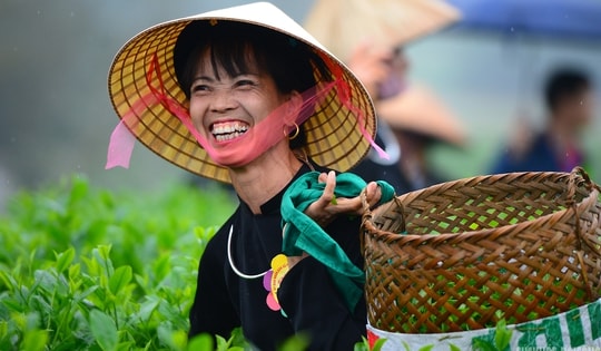 Vui hái chè dưới tiếng đàn Tính giữa đất trời ATK