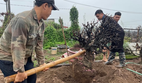 Người trồng đào Nhật Tân 'đội mưa' hồi sinh vườn cây sau Tết