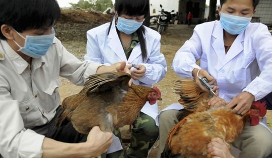 Bộ Nông nghiệp và Môi trường yêu cầu tiêm vaccine cho vật nuôi để kiểm soát nguy cơ dịch bệnh