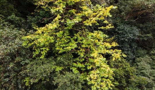 Ngắm những gốc mai vàng hàng trăm tuổi khoe sắc dưới tán rừng già