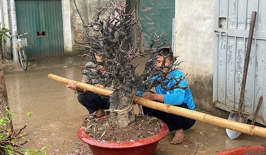 Hết Tết, đào đồng loạt 'lên sàn' thanh lý, nhà vườn tất bật thu mua