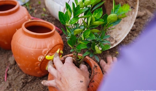 Sau Tết, nhà vườn cây cảnh Hưng Yên tất bật vào mùa ươm trồng mới
