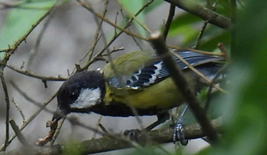 Hình ảnh nhiều loài chim quý hiếm chưa từng có trong danh mục loài ở khu vực Bắc Quảng Trị