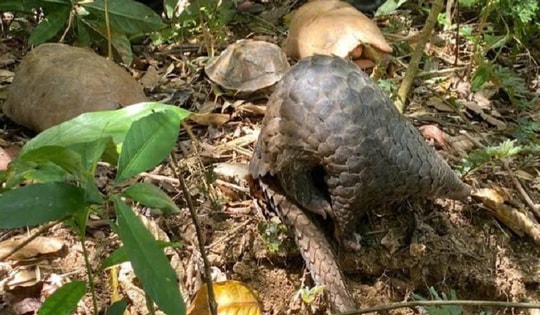 Thả nhiều động vật quý hiếm về đại ngàn Tây Nguyên