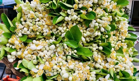Hoa bưởi xuống phố ngày Rằm tháng Giêng
