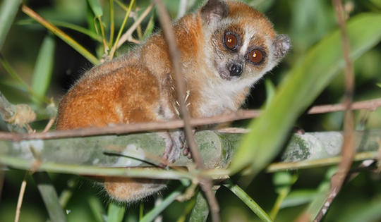 Video: Kỳ thú khoảnh khắc thả động vật quý hiếm về rừng