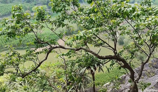 Cơn sốt cây Muội Hồng: Từ loài cây trên vách đá đến thú chơi ở bàn trà