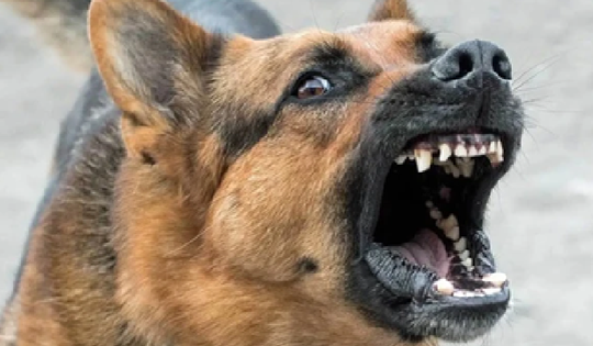 Cháu bé tử vong sau khoảng 4 tháng bị chó cắn