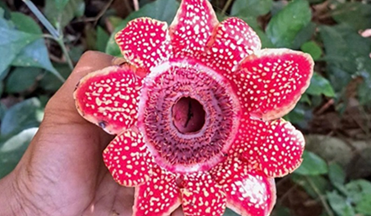 Loài thực vật quý hiếm, có nguy cơ tuyệt chủng cao vừa phát hiện tại Phong Nha có gì đặc biệt?