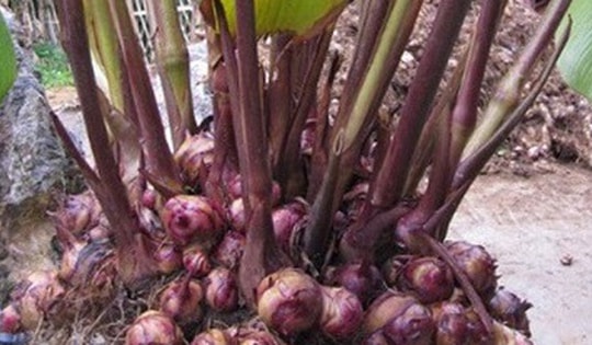 Dong riềng đỏ có chữa được bệnh mạch vành thể nhẹ?