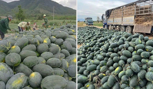 Chỉ 8.500 đồng/kg, vì sao dưa hấu Gia Lai rẻ bất ngờ?
