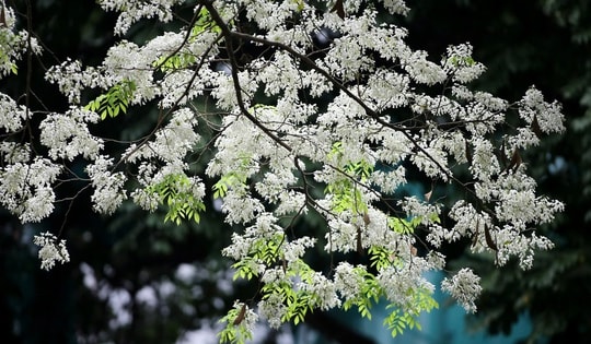 Miền Bắc nắng ráo trước khi đón thêm đợt không khí lạnh tăng cường