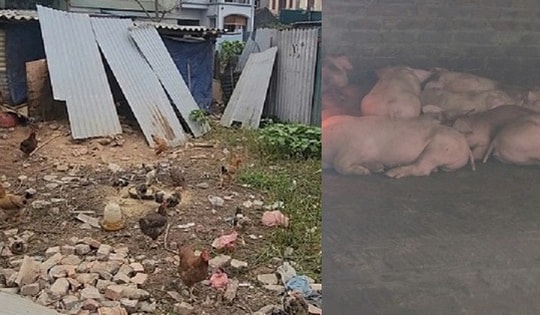 Hà Nội: Người dân xã Phù Đổng khổ vì mùi hôi từ chuồng lợn sát khu dân cư