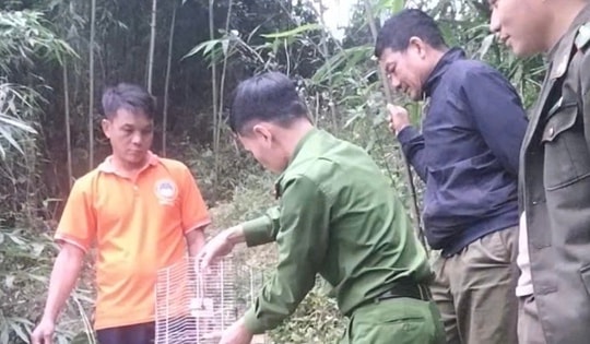 Nuôi chim cu rốc đầu xám quý hiếm, người dân đến Công an xã giao nộp