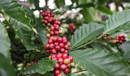 Nguồn cung tăng, giá cà phê và gạo đồng loạt chịu sức ép