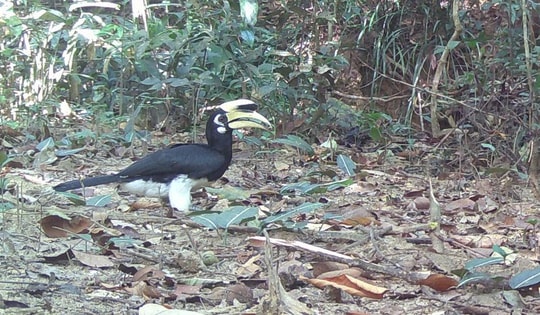 Phát hiện 2 loài động vật quý hiếm mới xuất hiện ở núi rừng Quảng Ngãi