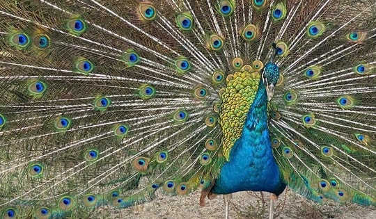 Hình ảnh thú vị về động vật quý hiếm tại nơi ‘hồi sinh’