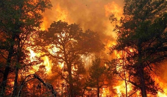 Tăng cường kiểm soát các khu vực có nguy cơ cháy rừng cao, không được để xảy ra cháy