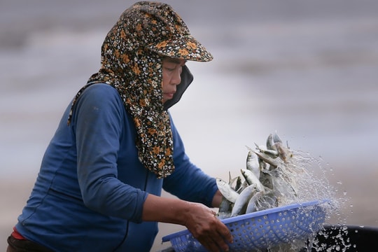 Ngư dân trúng đậm mỗi ngày nhờ loài cá giàu đạm