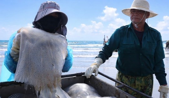 Cao điểm mùa khai thác sứa, ngư dân kiếm tiền triệu sau vài giờ ra khơi