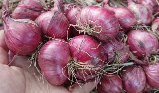 Giá hành củ giảm sâu, người dân đổ xô mua tích trữ: Bảo quản sao cho không bị hỏng?