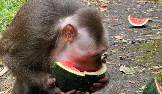 Video: Động vật quý hiếm thích thú ăn món ‘khoái khẩu’ sớm hồi phục sức khỏe