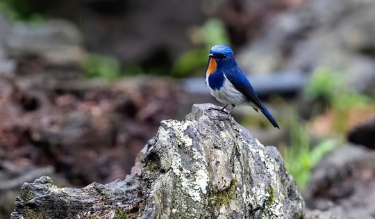 Ngắm những chú chim quý hiếm 'cực phẩm' ở vườn quốc gia vừa được công nhận