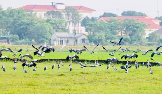 Đàn cò quý hiếm có tên trong Sách đỏ di cư về Quảng Trị kiếm ăn