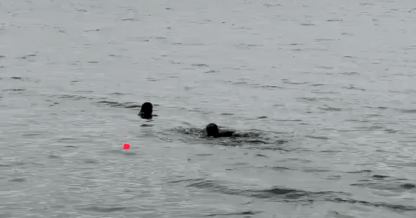 Hà Nội: Cảnh sát bơi ra Hồ Tây cứu thanh niên gặp nguy hiểm