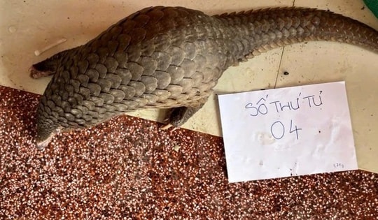 Khánh Hòa đấu tranh quyết liệt nạn xâm phạm động vật nguy cấp, quý hiếm