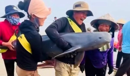 Ngư dân giải cứu, thả hai con cá heo về biển