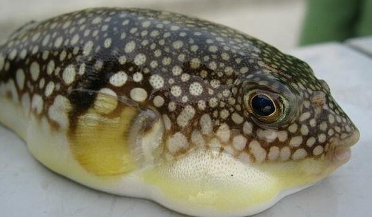 Ăn cá nóc, 3 người ở Cần Thơ nhập viện: Bộ Y tế khuyến cáo khẩn