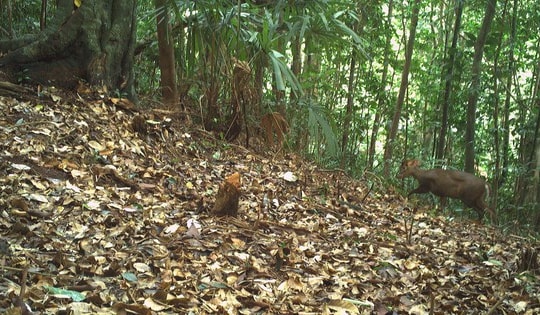 Ngắm những loài động vật quý hiếm ghi nhận qua bẫy ảnh tại Vườn quốc gia Bạch Mã