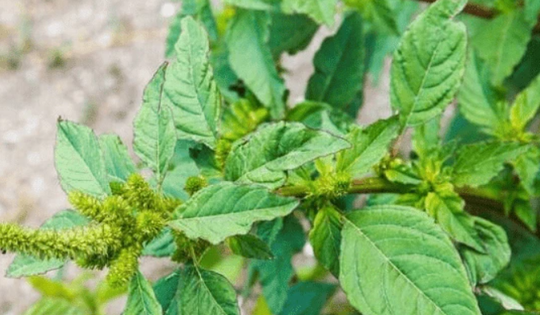 Công dụng chữa bệnh của cây rau dền gai