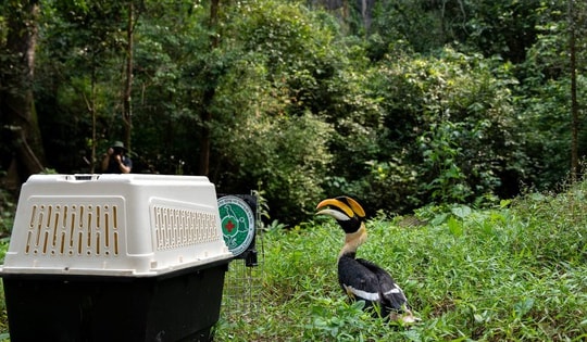 Nhiều động vật quý hiếm từ Hà Nội được thả ở rừng Phong Nha