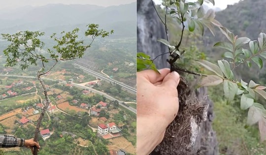 Cây muội hồng đang được săn lùng làm cảnh có gì đặc biệt?