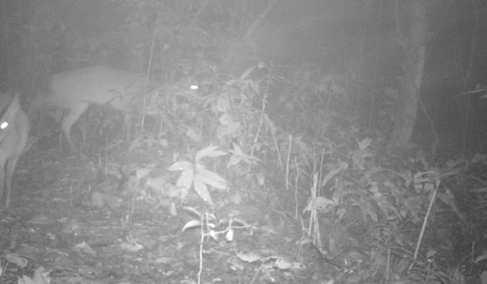 Loài động vật quý hiếm tưởng đã tuyệt chủng gần 100 năm bất ngờ xuất hiện